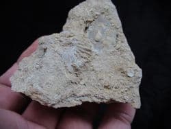 Actinostreon  marshi (J. Sowerby)
