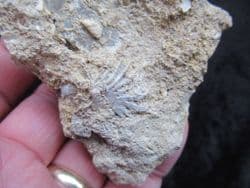 Actinostreon  marshi (J. Sowerby)
