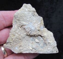 Actinostreon  marshi (J. Sowerby)