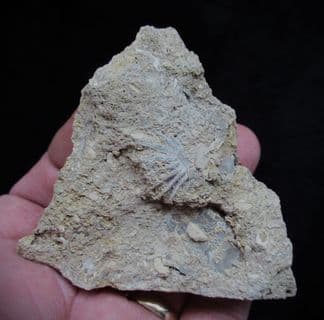 Actinostreon  marshi (J. Sowerby)