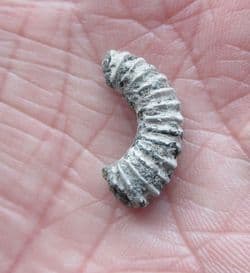 Aegocrioceras Speeton clay Heteromorph