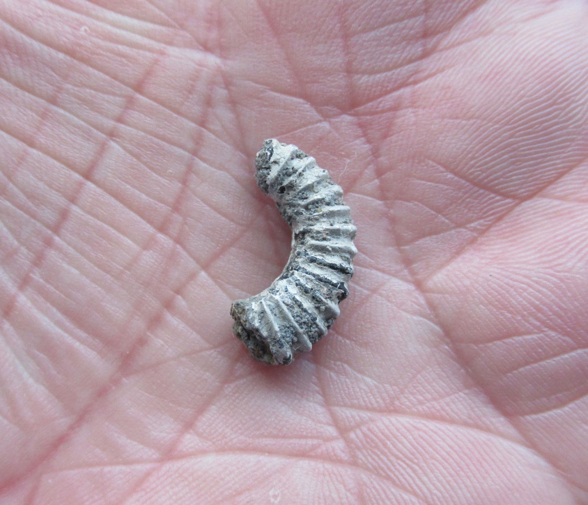 Aegocrioceras Speeton clay Heteromorph