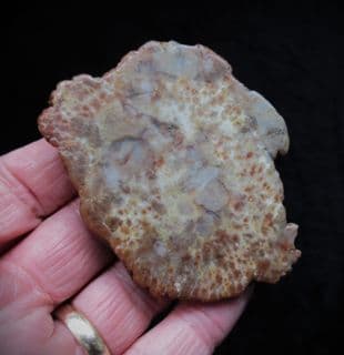 Agatised Dinosaur Coprolite