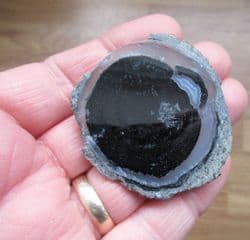 Agatised Fossil wood slice