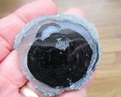 Agatised Fossil wood slice