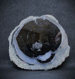 Agatised Fossil wood slice