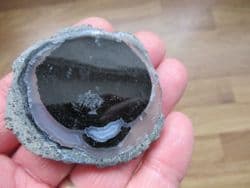Agatised Fossil wood slice