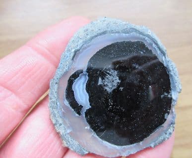 Agatised Fossil wood slice