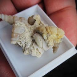 Agatised gastropod grouping