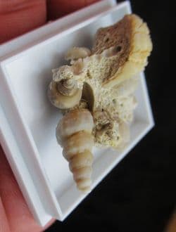 Agatised gastropod grouping