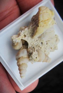 Agatised gastropod grouping