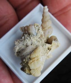 Agatised gastropod grouping