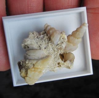 Agatised gastropod grouping
