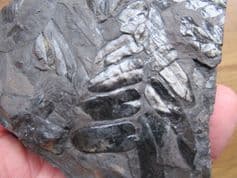 Alethopteris preserved in sumptuous detail
