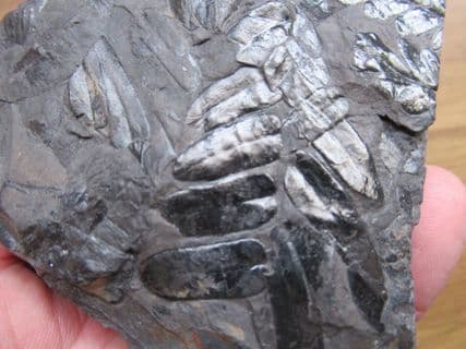 Alethopteris preserved in sumptuous detail