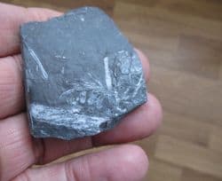 Alethopteris  serlii silvery Fern