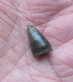 Alligator mississipiensis  Tooth