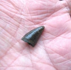 Alligator mississipiensis  Tooth