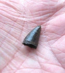 Alligator mississipiensis  Tooth