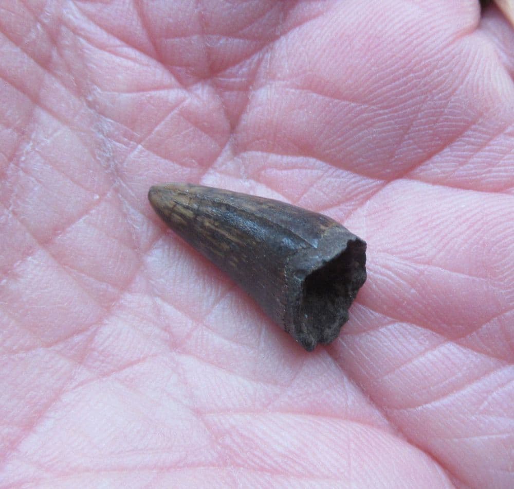 Alligator mississipiensis Tooth