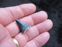 Alligator mississipiensis  Tooth