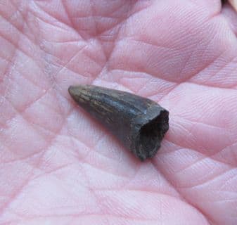 Alligator mississipiensis Tooth