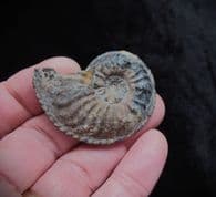 Amaltheus gibbosus (Schlotheim 1820)