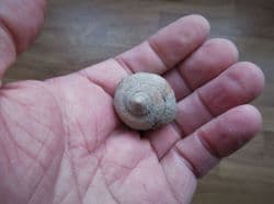 Amaurellina Sea snail from Spain