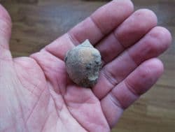 Amaurellina Sea snail from Spain
