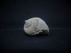 Amaurellina Sea snail from Spain