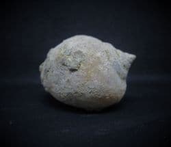 Amaurellina Sea snail from Spain