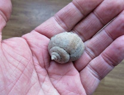 Amaurellina Sea snail from Spain