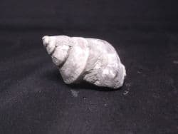 Amberleya  subimbricata