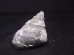 Amberleya  subimbricata