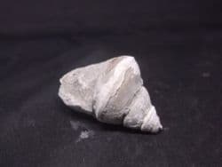 Amberleya  subimbricata