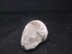 Amberleya  subimbricata