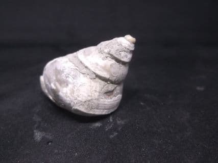 Amberleya  subimbricata