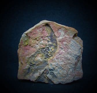 Ambilobeia karojoi Lower Triassic Shrimp