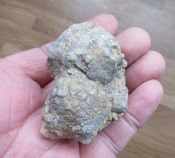 Amphoracrinus gilbertsoni Crinoid Calyx