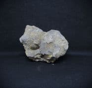 Amphoracrinus gilbertsoni Crinoid Calyx