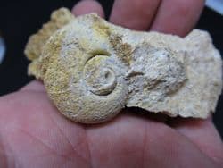 Ampullaria  species  Italian gastropod!