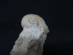 Ampullaria  species  Italian gastropod!