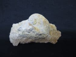 Ampullaria  species  Italian gastropod!