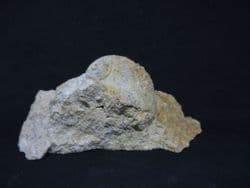 Ampullaria  species  Italian gastropod!