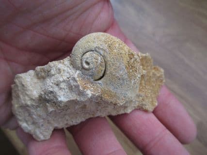 Ampullaria  species  Italian gastropod!