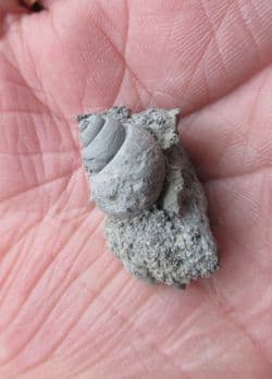 Ampullospira species from Latton