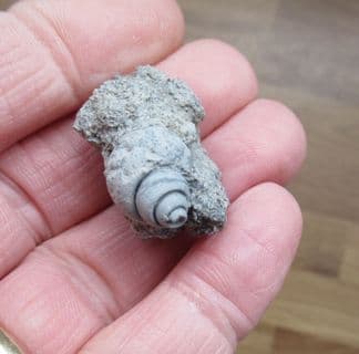 Ampullospira species from Latton