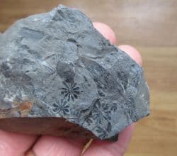 Annularia sphenophylloides (Lesquereux)