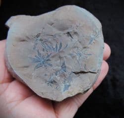 Annularia stellata from Crock Hay