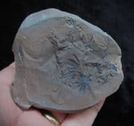 Annularia stellata from Crock Hay